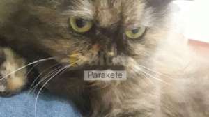 Parakete, 25.3.2020 19:58:27 Tarihli Grafik