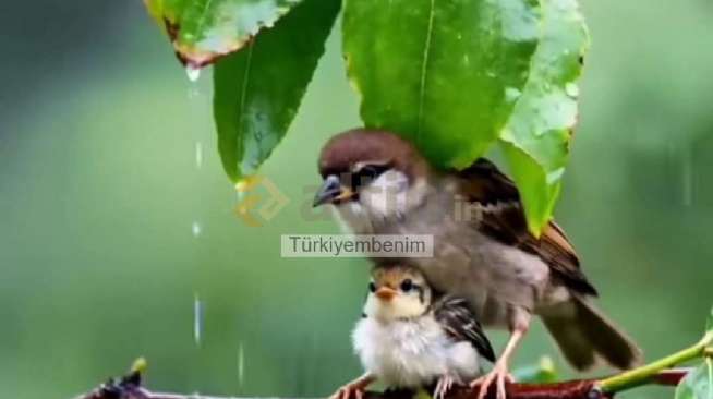 Türkiyembenim, 7.10.2025 07:57:58 Tarihli Grafik