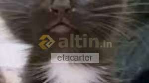 etacarter, 20.2.2026 21:58:24 Tarihli Grafik