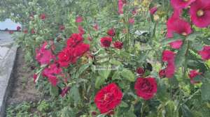 Merto�lu66, 12.7.2026 19:28:22 Tarihli Grafik