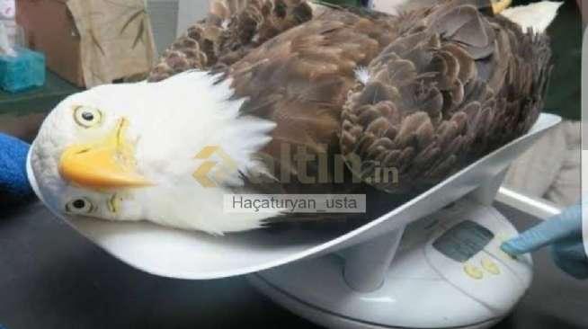 Haçaturyan_usta, 11.8.2026 00:36:10 Tarihli Grafik