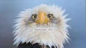 Ha�aturyan_usta, 7.8.2026 18:42:27 Tarihli Grafik