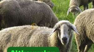 ntmen_�, 4.2.2025 21:11:29 Tarihli Grafik